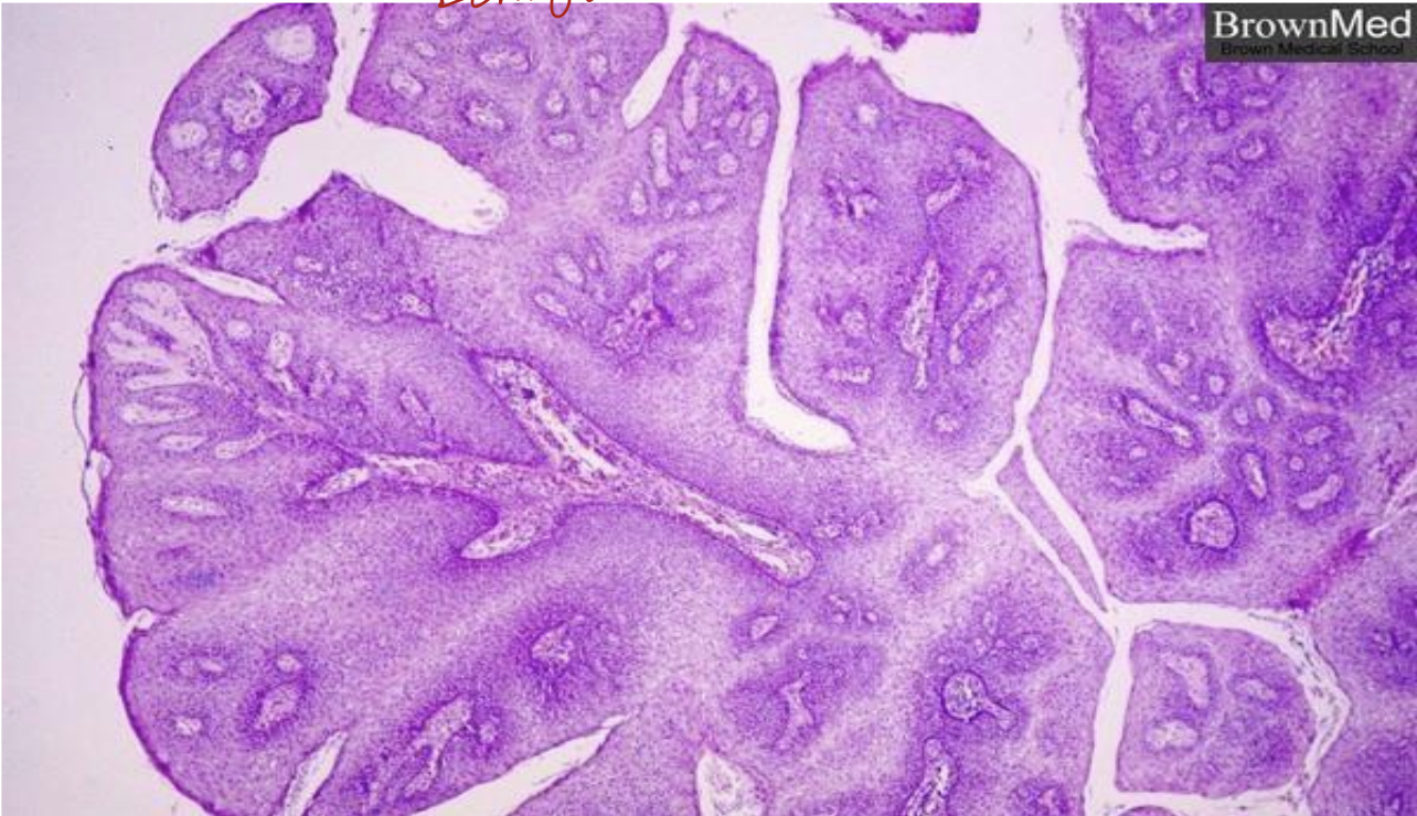 <p>Identify the the <strong>diagnosis</strong></p>