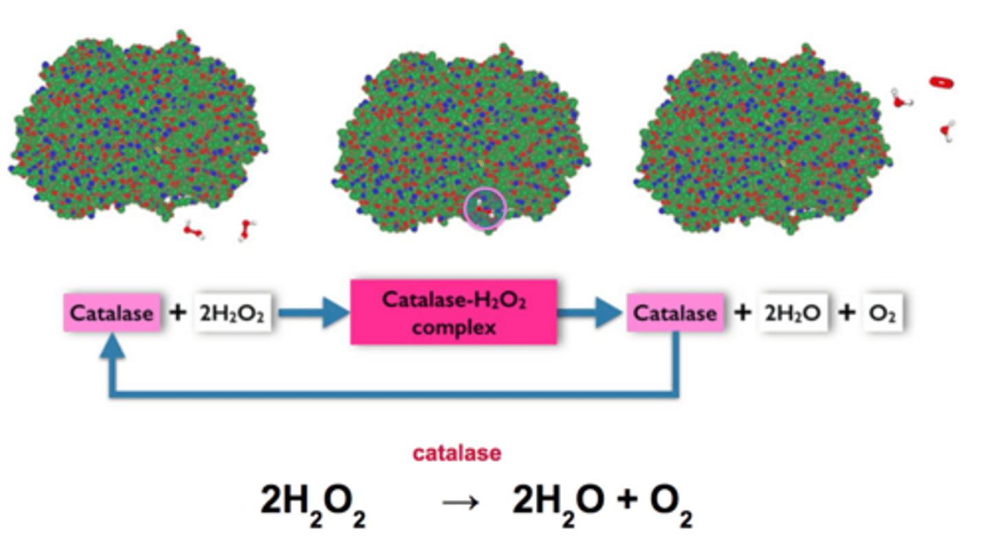 <p>An enzyme found in peroxisomes that breaks down the substrate hydrogen peroxide into water and oxygen</p>