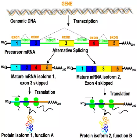 <p>The process by which introns can be included or excluded during mRNA processing. Alternative splicing is a process where different, but related, mRNA transcripts are produced from the same gene by joining exons in different combinations, resulting in proteins with distinct structures and functions from a single gene.</p>