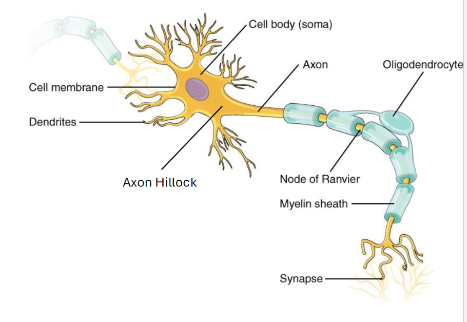 <p>• Dendrites: these are highly branched processes that receive information from other neurons at the synapse.&nbsp;</p><p>• Soma or cell body: the main part of the cell or the neurons, and it has all the organelles and the nucleus.</p><p>• Axon: this is single projection from cell body that carries an impulse or action potential.&nbsp;</p><p>• Axon Hillock: This is a special region of the neuron, where the axon emerges from the cell body. (like trigger. If this is going to fire, it has to fire by the axon hillock.</p><p>• Synaptic Terminals:&nbsp; it is the end of our axon, and this is where we communicate with another target cell. They release neurotransmitters.&nbsp;</p><p>• Myelin Sheath: this is an insulating substance that wraps around the axon. It speeds up the action potential.</p><ul><li><p>Nodes of Ranvier: they are the gaps between those.</p></li></ul><p>(This is in the central nervous system)</p>