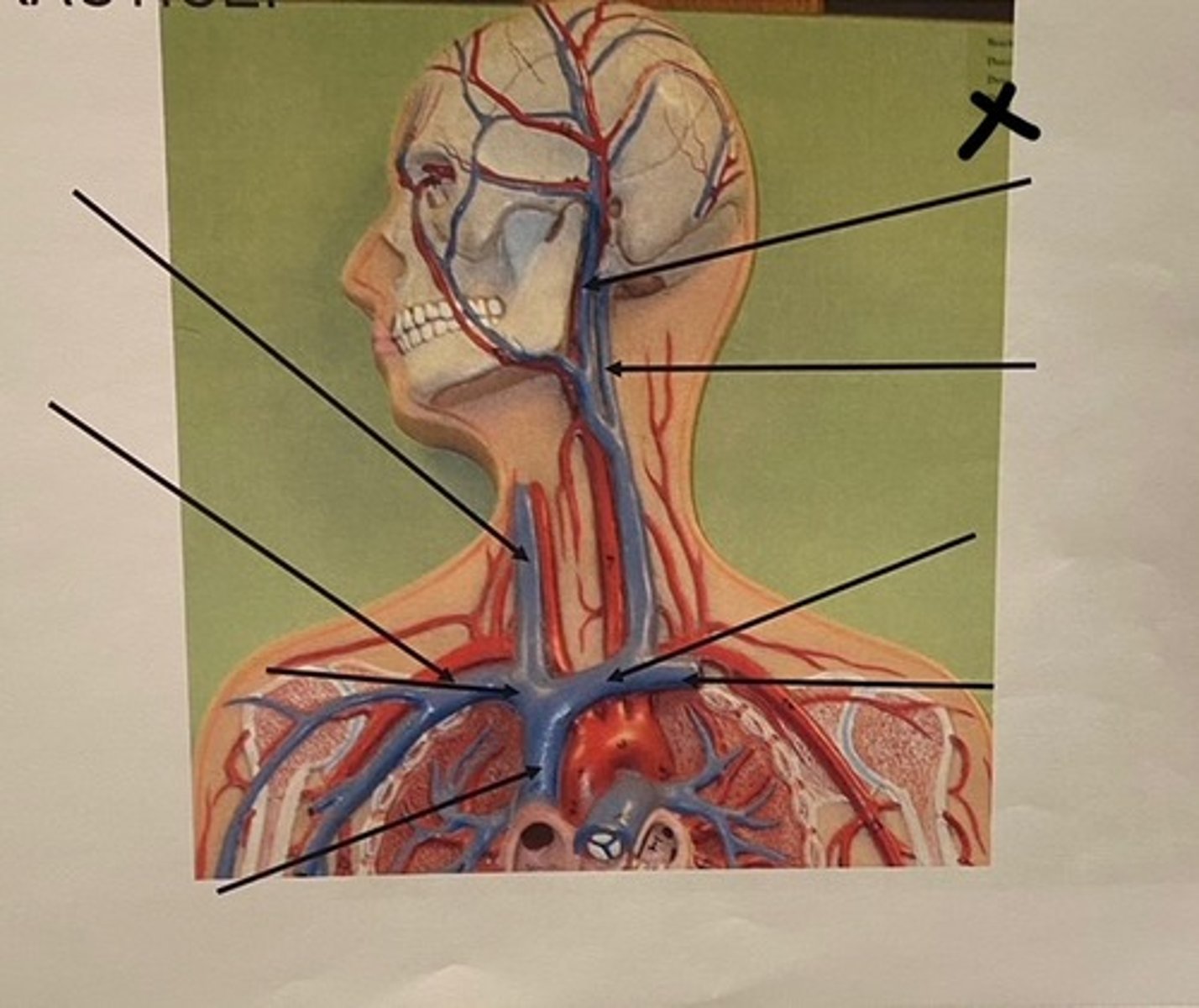 knowt flashcard image