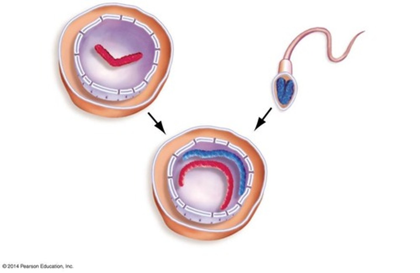 <p>inherit one set of chromosomes from each parent.</p>