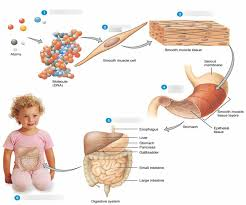 <p>chemical, cellular, tissue, organ, system, organism</p>