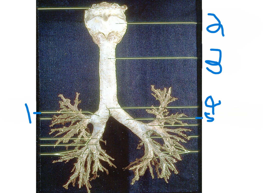 <p>What is depicted by #3</p>