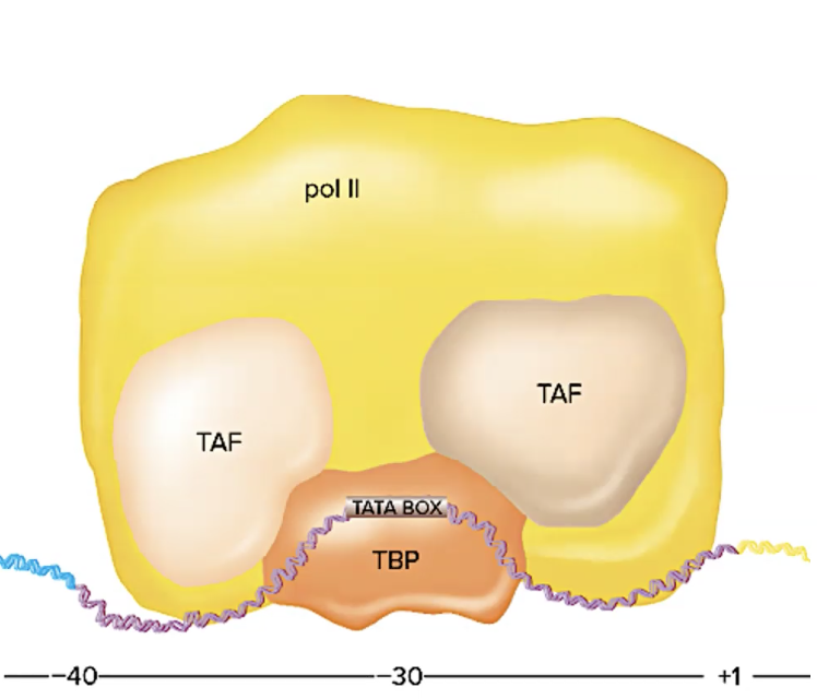<p>they maintain a basal level of transcription when binding to promoters of protein-coding genes</p><ul><li><p>proteins that are essential for the initiation of <strong>transcription</strong> in <strong>eukaryotic cells</strong>.</p><ul><li><p>called <em>"basal"</em> because they are required for <strong>basic transcription</strong> to occur—i.e., they are needed for RNA polymerase II to begin transcribing most genes, even without any additional regulatory proteins</p></li></ul></li></ul><p></p><ul><li><p></p></li></ul><p></p>