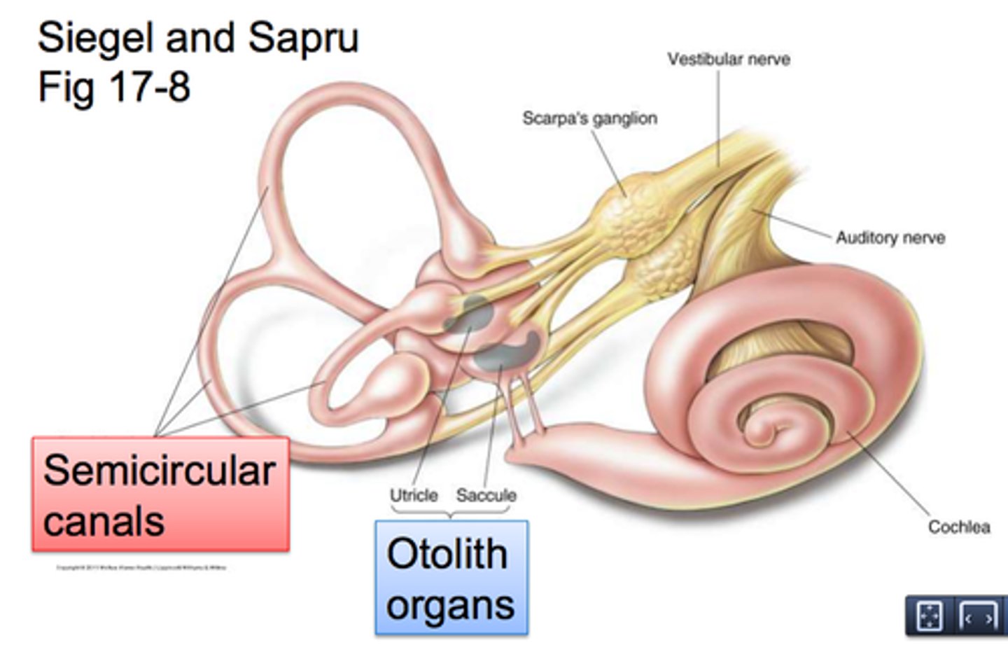 <p>3 semicircular canals that provide the sense of balance, located in the inner ear</p>