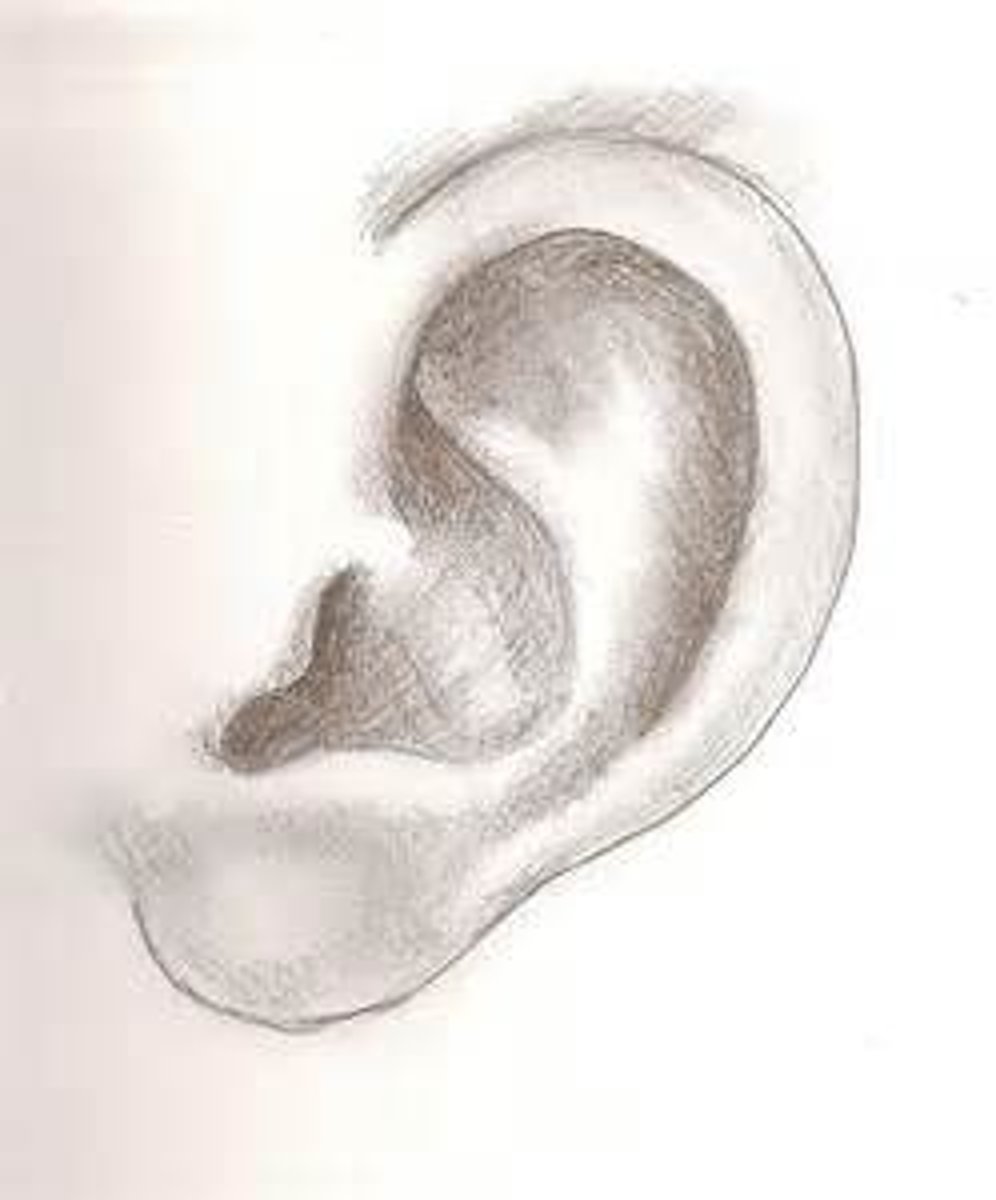 <p>this directs outside sounds to the ear canal</p>