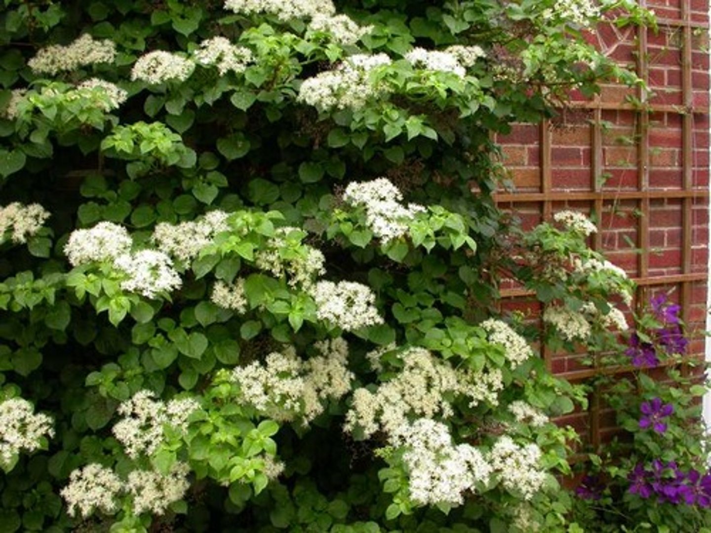 <p>-Shreddy cinnamon colored bark<br>-3D vine</p>