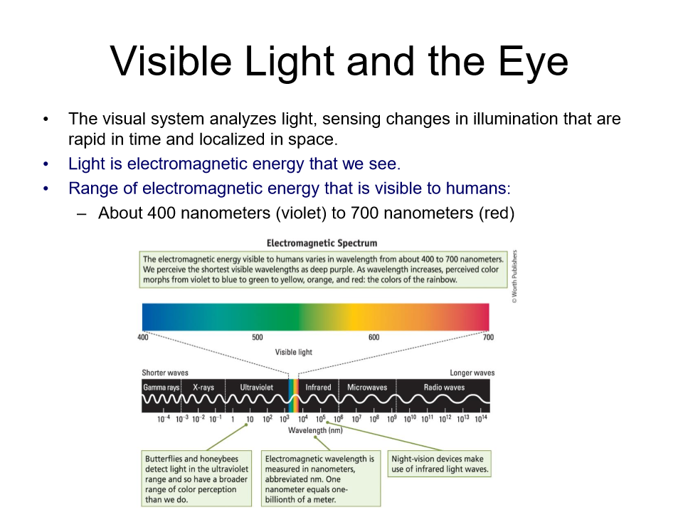 <p>we see from about 400 nanometers (violet) to 700 nm (red)</p>