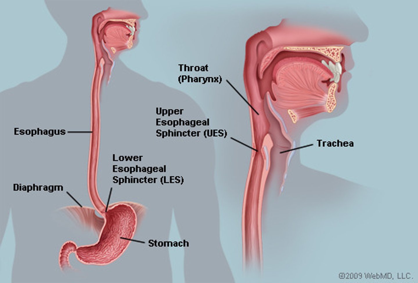 <p>the passage by which food passes from the mouth to the stomach; the esophagus.</p>