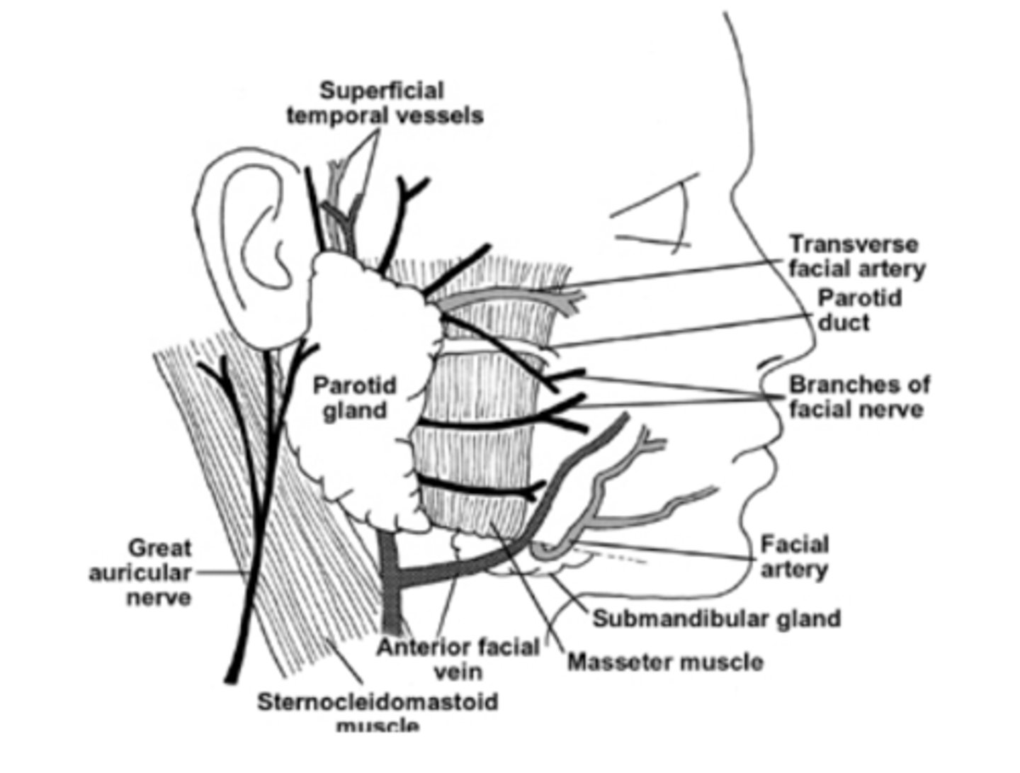<p>parotid gland</p>
