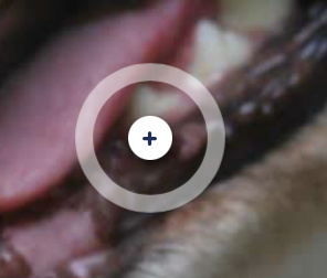 <p>What tooth is this? </p>