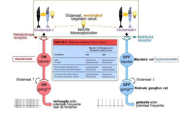 <ul><li><p>foton bereikt buitenste segment van staafje → wordt geabsorbeerd door rhodopsine molecule</p><ul><li><p>foton draagt energie over aan chromofoorgedeelte van visuele pigmentmolecule</p></li><li><p>= fotoactivatie/ bleaching</p></li></ul></li></ul><p>→ initieert biochemische cascade:</p><ul><li><p>resulteert uiteindelijk in sluiten van celmembraankanalen die normaal ionen in buitenste segment van staafje laten stromen</p><ul><li><p>sluiten van kanalen maakt binnenkant van cel negatiever → hyperpolarisatie</p></li></ul></li><li><p>hyperpolarisatie sluit spanningsafhankelijke calciumkanalen bij synaptische terminal → concentratie vrij calcium in cellen neemt af</p><ul><li><p>verlaging van calciumconcentratie vermindert concentratie van neurotransmitter glutamaat die in synaps vrijkomt → verandering geeft bipolaire cel het signaal dat staafje een foton heeft opgevangen</p></li></ul></li></ul><p>→ reeks gebeurtenissen duurt slechts milliseconden</p><p>(visuele pigmentmoleculen van kegeltjes werken op vergelijkbare manier)</p><p>→ hoeveelheid glutamaat die op bepaald moment aanwezig is in synaps tussen fotoreceptor &amp; bipolaire cel, is omgekeerd evenredig met aantal fotonen dat door fotoreceptor wordt geabsorbeerd</p><ul><li><p>fotoreceptoren werken dus niet op alles-of-niets-manier</p><ul><li><p>geven informatie door aan bipolaire cellen via graded potentials</p><ul><li><p>variëren in grootte (ipv all-or-none actiepotentialen, die overal in zenuwstelsel voorkomen)</p></li></ul></li></ul></li></ul><p></p>