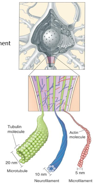 <p>Microtubules</p><ul><li><p>the thickest filaments that run longitudinally down neurites </p></li><li><p>critical for mediating intracellular transport (movement of proteins and waste products within the neurons)</p></li><li><p>have specialised proteins - microtubule-associated proteins (MAPs) which help regulate their assembly and functions </p></li></ul><p></p><p>Neurofilaments</p><ul><li><p>smaller than microtubules</p></li><li><p>provides structural support and regulate the diameter of axons</p></li></ul><p></p><p>Microfilaments </p><ul><li><p>crosslinked between microtubules and the membranes</p></li><li><p>formed from a molecule called actin (which is the same molecules that helps muscles contract)</p></li></ul><p></p>