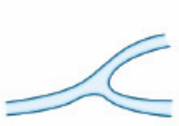 <p>Name the <strong>Type of Hyphae</strong></p>
