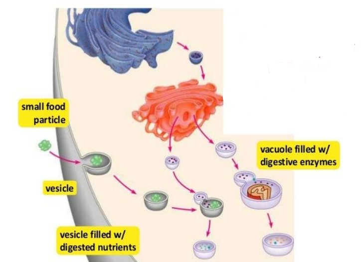 <p>- are <strong>membrane-bound sacs</strong> that function in <strong>storage and transport.</strong><br>- moving material around cell </p>