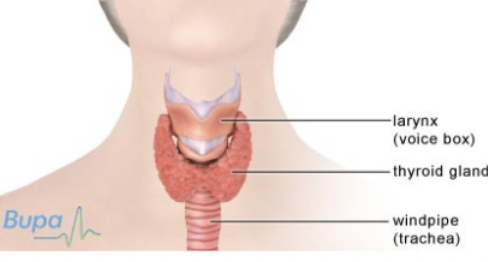 <ul><li><p>endoderm</p></li><li><p>grove that forms in bottom of the mouth/upper area of throat region depending on the animal</p></li><li><p>lined with cilia/mucus</p></li><li><p>young lamprey have endostyle, adult ones have thyroid </p></li><li><p>in our tracheal region, butterfly shaped soft tissue that secretes lots of hormones</p></li></ul><p></p>