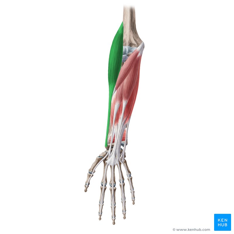 <p>Stabilizes elbow, aids in forearm movement; located in the forearm.</p>
