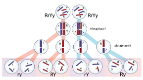 <p>Different genes separate into gametes independently because the non-homologous chomrosomes aligned independently during metaphase I. This is only applies for genes on separate chromosomes or on the same chromosome, but far apart.</p>