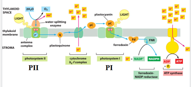 <p>photosystem II: energy is transferred through antenna chlorophylls to central chlorophylls and donated to an ETC</p><p>ETC: plastoquinone (Q), then cytochrome bf complex</p><p>a water-splitting enzyme extracts electrons from H<sub>2</sub>O to replace electrons donated by PSII (generates O<sub>2</sub>&nbsp;and H<sup>+</sup>)</p><p>cytochrome bf complex: an H<sup>+</sup>&nbsp;pump that uses energy of electrons to pump H<sup>+</sup>&nbsp;into thylakoid space</p><p>electrons are carried to photosystem I by plastocyanin</p>