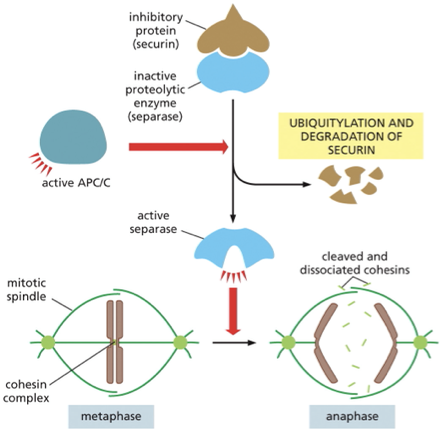 <p>before anaphase separase (protease) bound to securin (inhibitory protein) → seprase is inactive</p><p>Active APC/C catalyzes the ubiquitylation + destruction of securin→ securin is no longer bound and is freed</p><p>Securin is active!→ cleaves the cohesin complexes (allows the mitotic spindle to pull sister chromatids apart&nbsp;</p><p>ppt notes </p><p><span>•Once each sister chromatid has attached to the spindle APC (anaphase promoting complex) is activated</span></p><p><span>•APC ubiquitinylates resulting in the degradation of </span><u><span>Securin</span></u><span> (an inhibitory protein), causing the activation of </span><em><span>Separase</span></em><span> which degrades </span><em><span>Cohesins</span></em><span> to allow chromosome disjunction segregation</span></p><p><span>•APC also tags M cyclin for degradation resulting in the end of Mitosis</span></p>