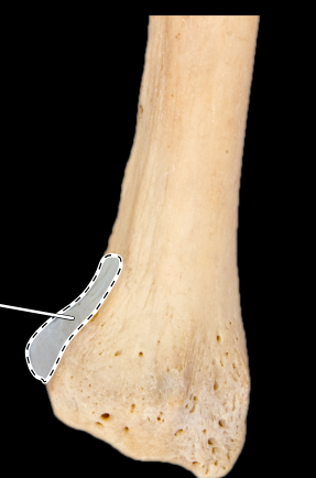 <p>Radius, posterior view, right side, distal end</p>