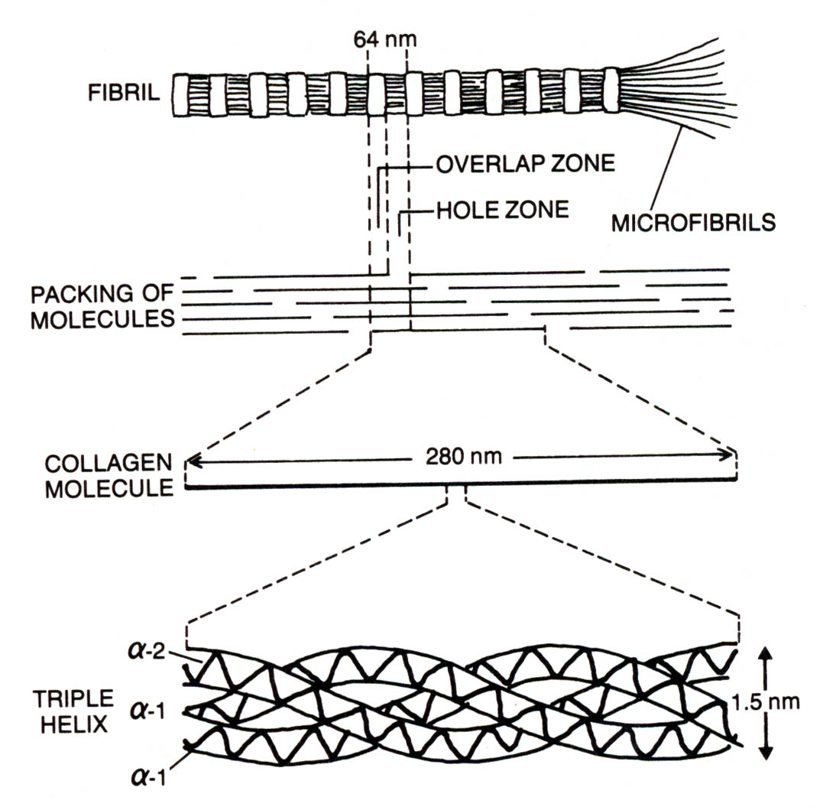 <p>This diagram represents</p>