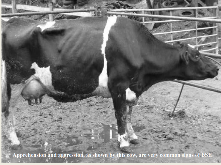 <p>Initially</p><ul><li><p>Placid → agitated or agro (e.g. kicking out at milking shed)</p></li></ul><p></p><p>Later signs</p><p>- apprehension</p><p>- nervousness</p><p>- charging and pawing</p><p>- frenzy when confronted by obstacles</p>