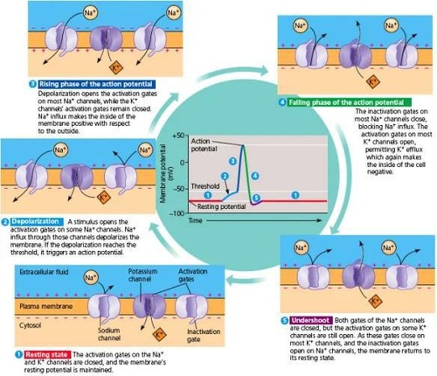 <p>Voltage-gated Na+ channels open, allowing Na+ to rush into the cell.</p>