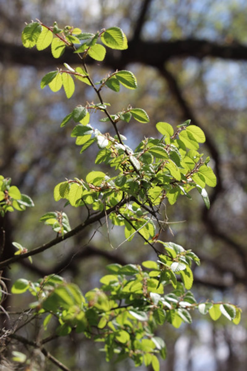 <p>what is the name of the tree whose leaves are pictured here?</p>
