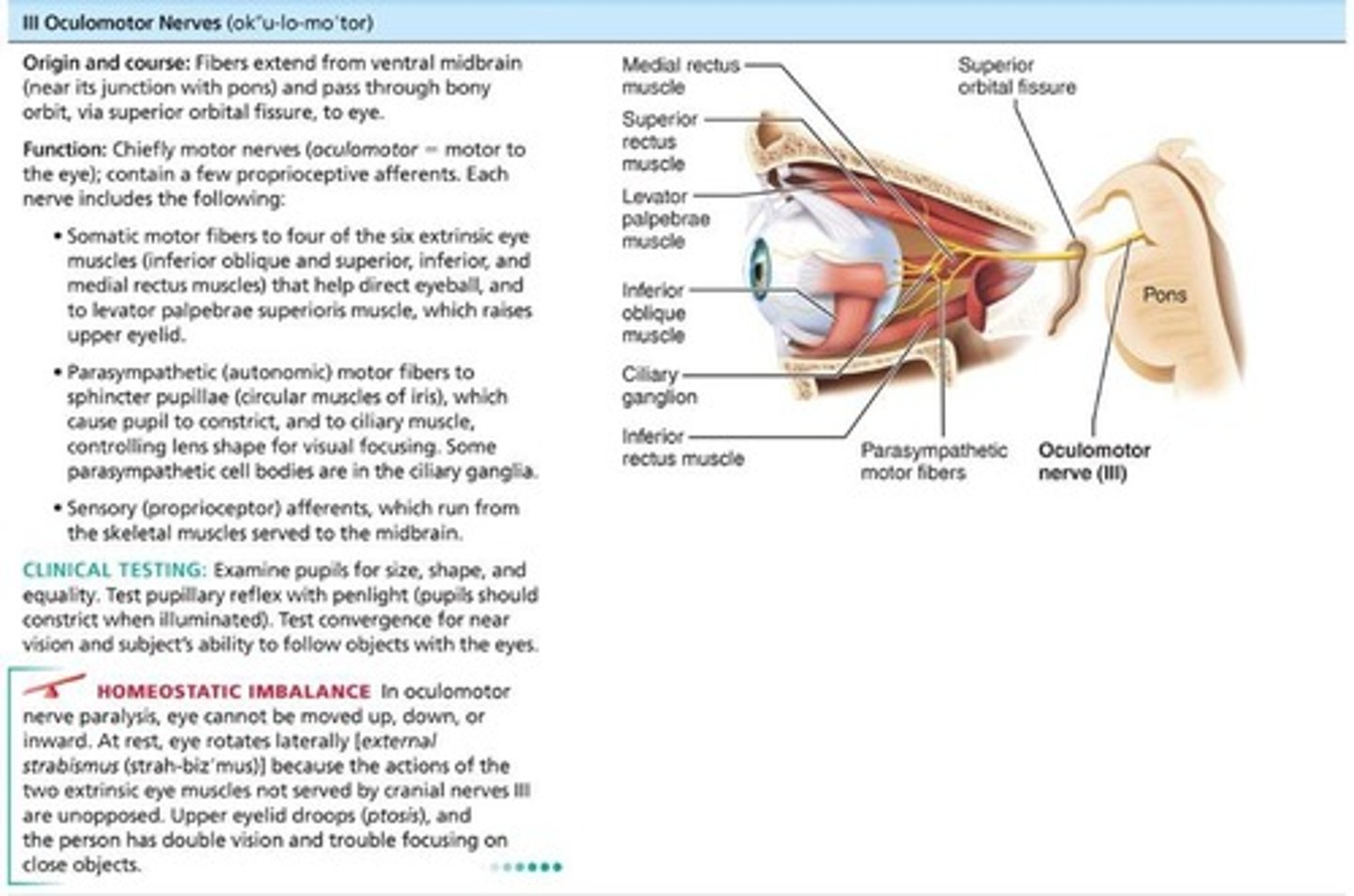 <p>Fibers extend from ventral midbrain through superior orbital fissures to four of six extrinsic eye muscles; function in raising eyelid, directing eyeball, constricting iris (parasympathetic), and controlling lens shape.</p>