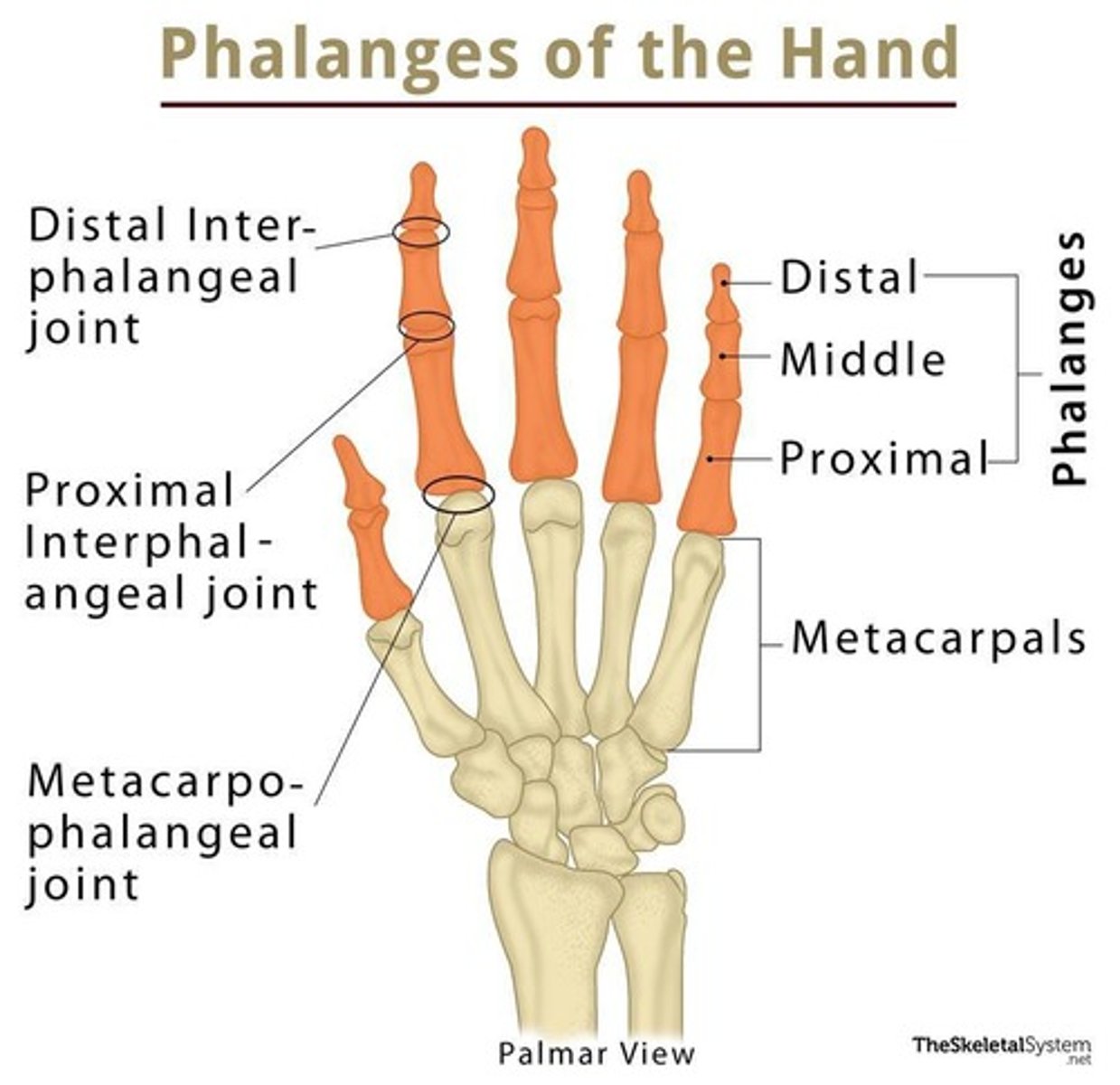 <p>Long bones in the palm that form the knuckles.</p>