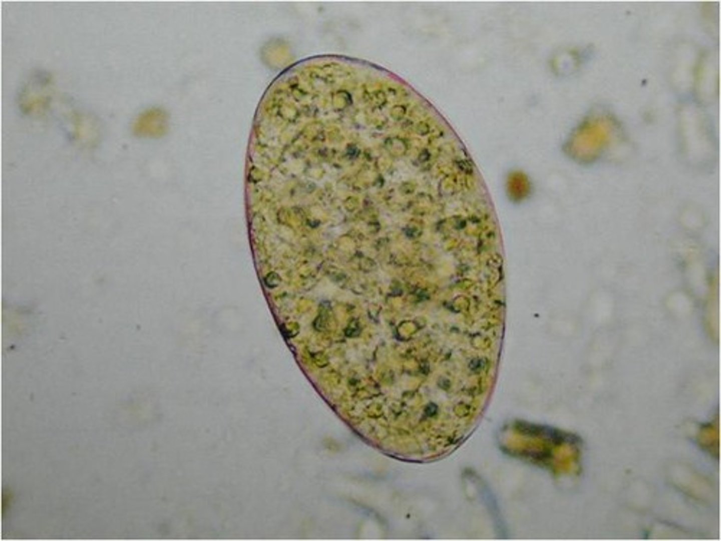 <p>A mature egg cell.</p>