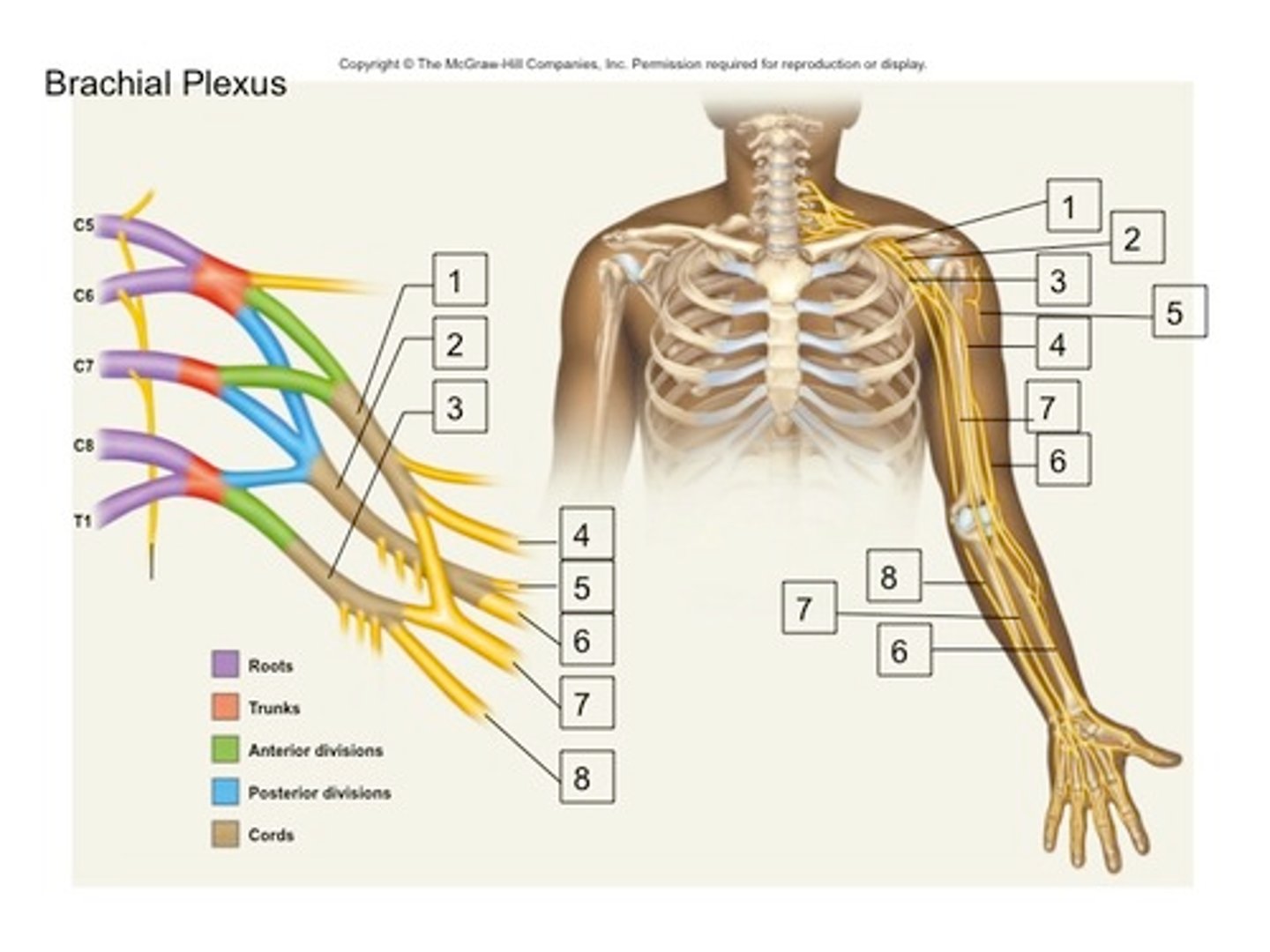 <p>Nerve, smaller than the ulnar and radial nerves, that supplies the arm and hand. (#7)</p>