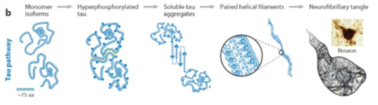 <p>Monomer -&gt;</p><p>P-Tau -&gt;</p><p>Soluble Tau aggregates -&gt;</p><p>Paired helical filaments -&gt;</p><p>Neurofibrillary tangle</p>