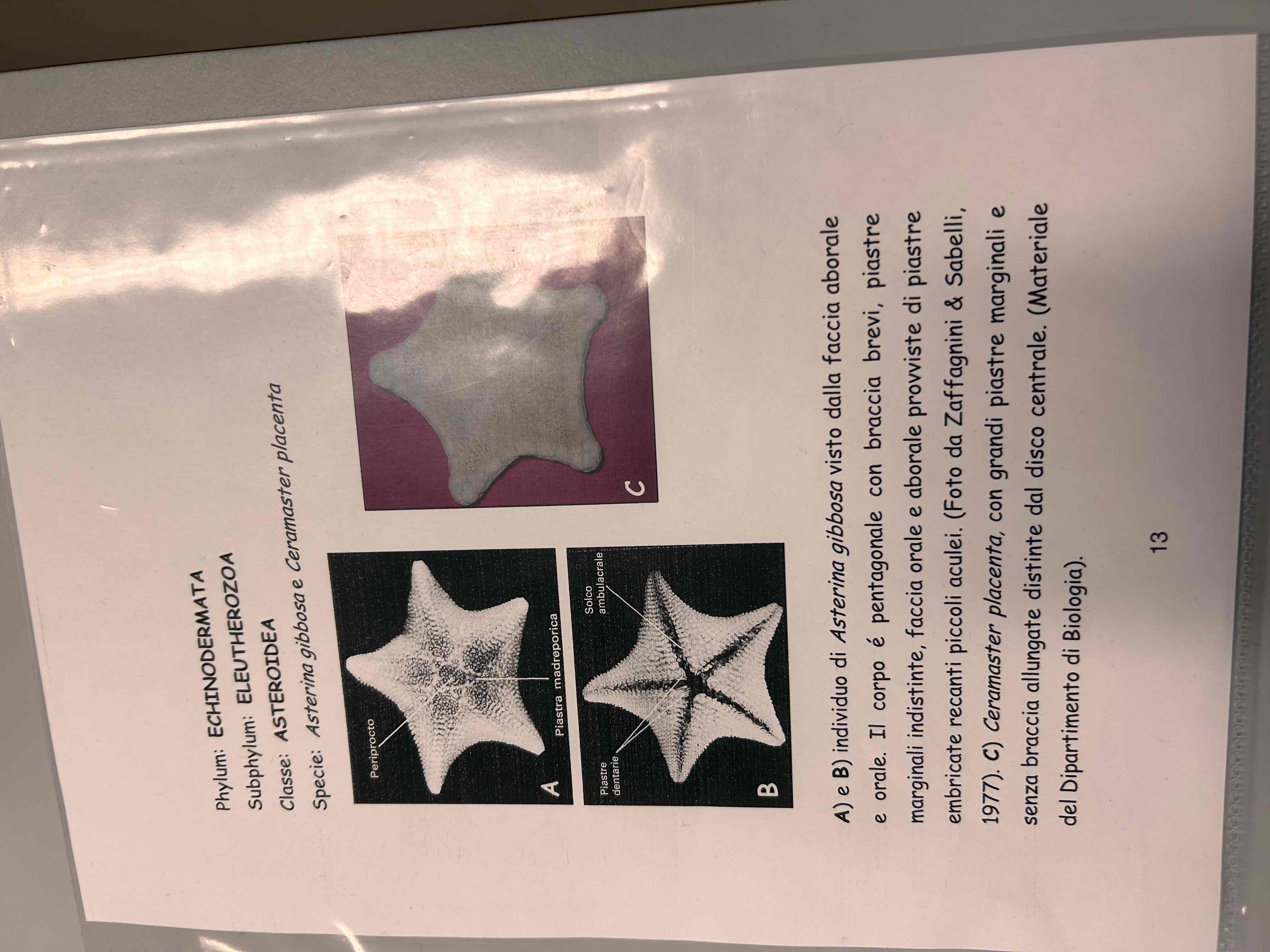 <p>Echinodermata</p><p>Asteroidea</p><p>Ceramaster placenta</p>