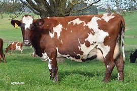 Origin: Scotland

Color: deep red and white

hardiness, economical, good udder quality