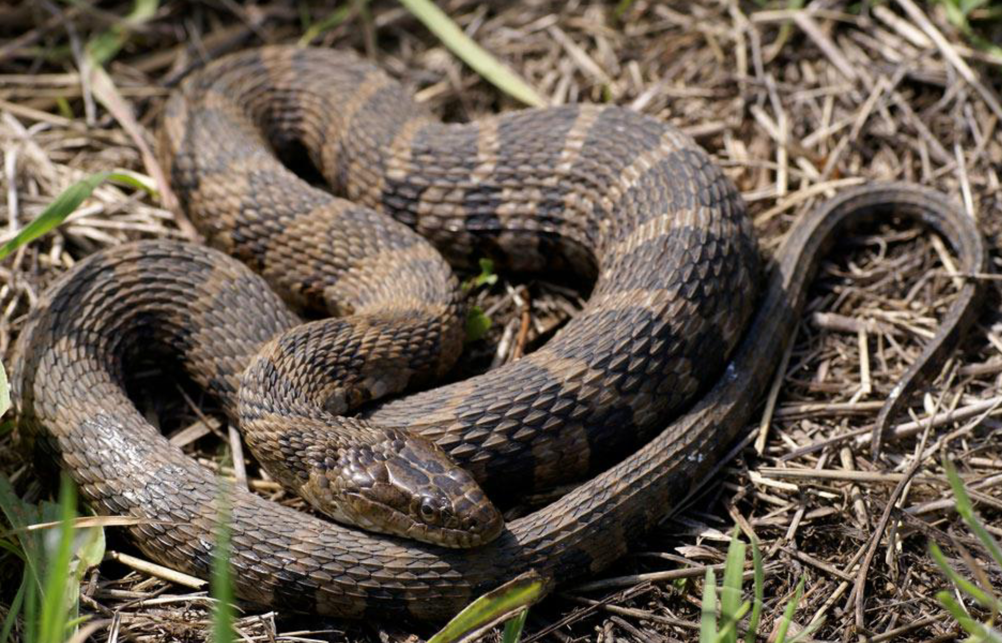 <p><span>what is this and what are its habitat and diet preferences</span></p>