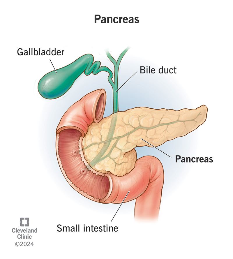 <p>a large gland behind the stomach which secretes digestive enzymes into the duodenum; embedded inside are islet cells which secrete glucagon and insulin into the blood</p>