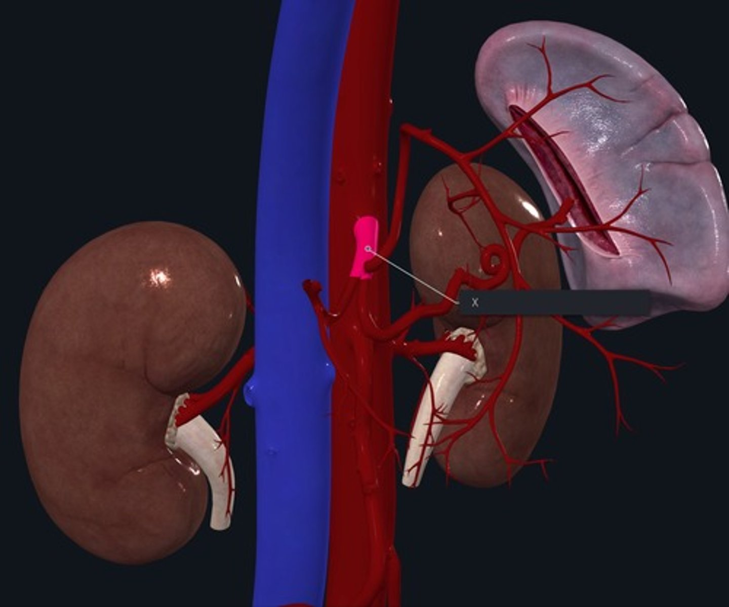 <p>Name the Vessel highlighted pink and marked with the X/ first of the abdominal branches of the aorta</p>