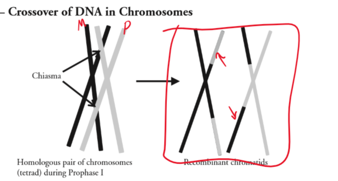 <p>a form of recombination that occurs during prophase I. increases genetic variation.</p><p>the genes on a recombinant chromatid are the same as the original chromatid, but the alleles (versions of a gene) are different</p>