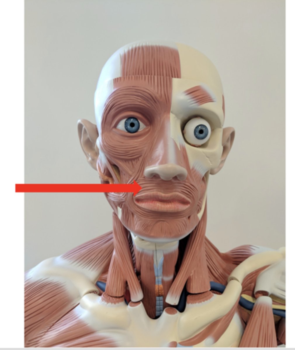 <p>what is this?</p>