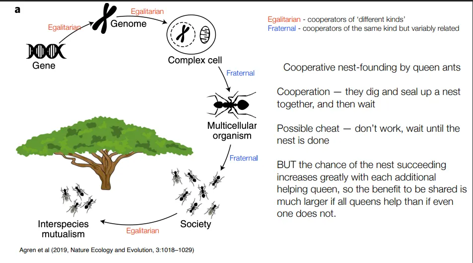 <ul><li><p>a kind of<strong> direct </strong>cooperation-<strong> no real reason/benefit to cheat</strong></p></li><li><p>it’s just very beneficial to cooperate,<strong> </strong>so no enforcement is needed</p></li></ul><p>eg. cooperative nest founding by queen ants:</p><ul><li><p>burrowing through soil to form a nest is difficult, so it helps to have multiple queens doing so (they then fight to the death)</p></li><li><p>possible cheat- to not work and wait until the nest is done</p></li><li><p>but the chance of a successful nest increases greatly with each additional queen, so not cooperating isn’t beneficial</p></li></ul><p></p>