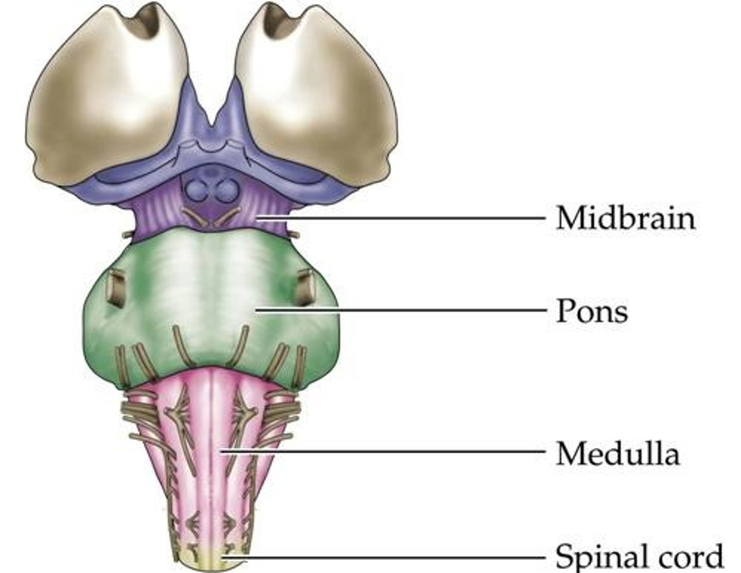 <p>(C) Medulla</p><p>The Medulla is the part of the brain stem that connects to the spinal cord.</p>