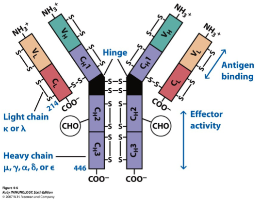 <p>antibodies (immunoglobulins)</p>