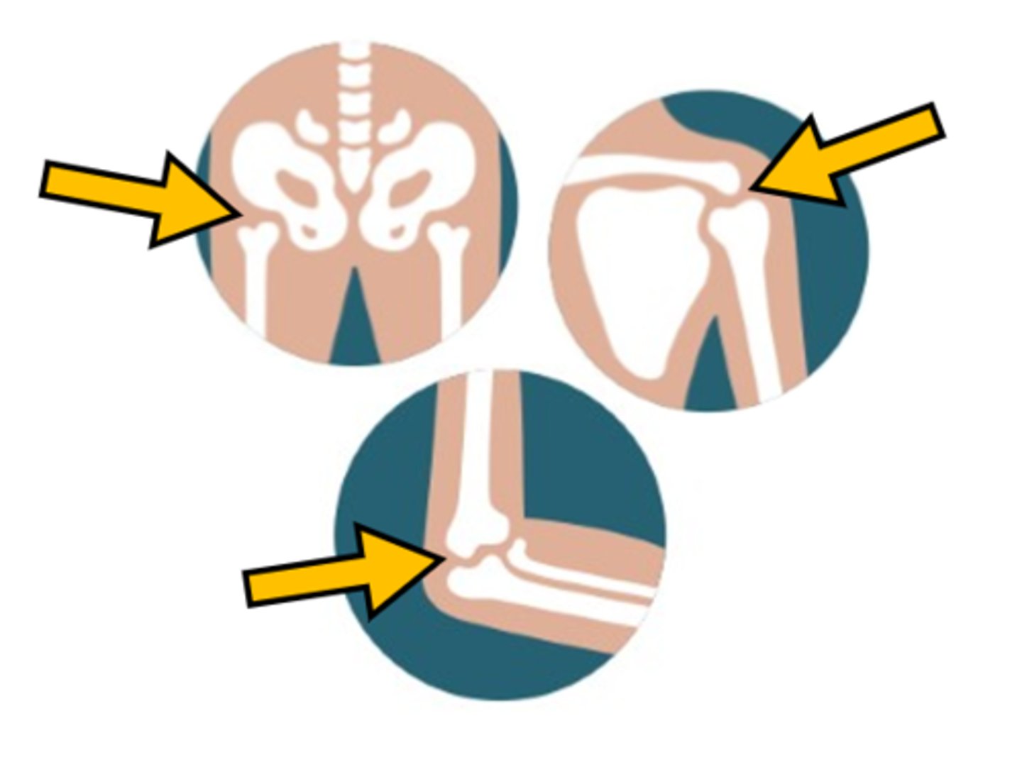 <p>a place where two bones meet</p>