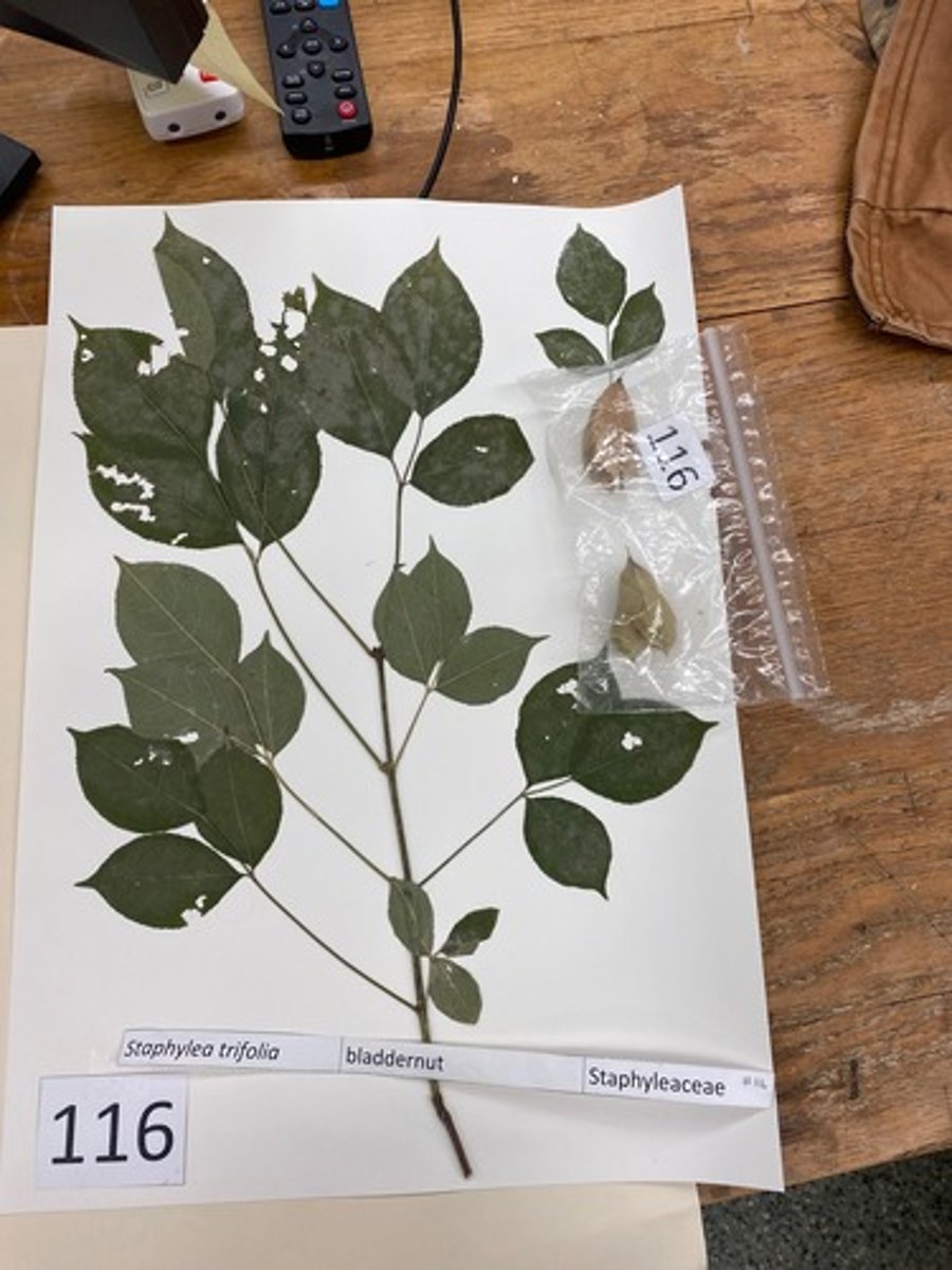 <p>Staphylea trifolia (Staphyleaceae)</p>