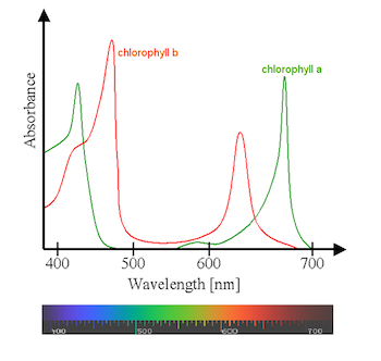 <p><strong>light-absorbing compounds, found in photosynthetic organisms, that work in conjunction with chlorophyll a</strong></p>