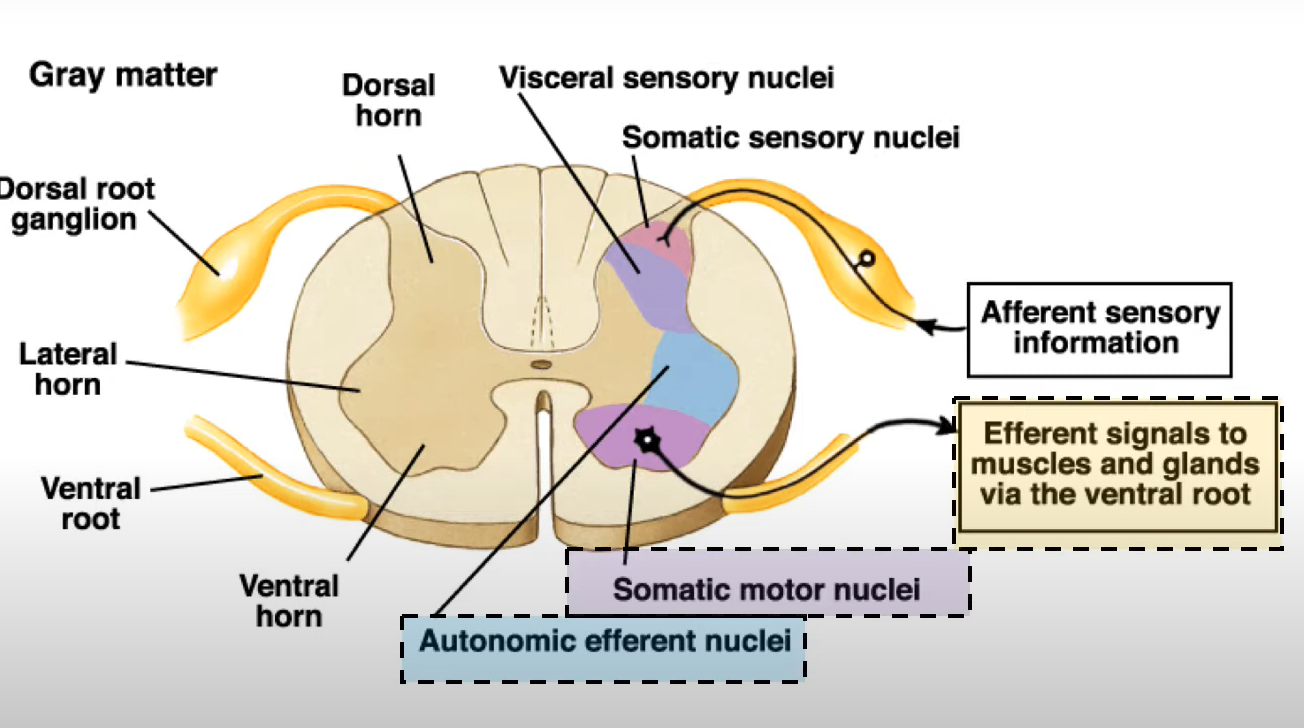 <p>in the lateral horn (shown in blue)</p>
