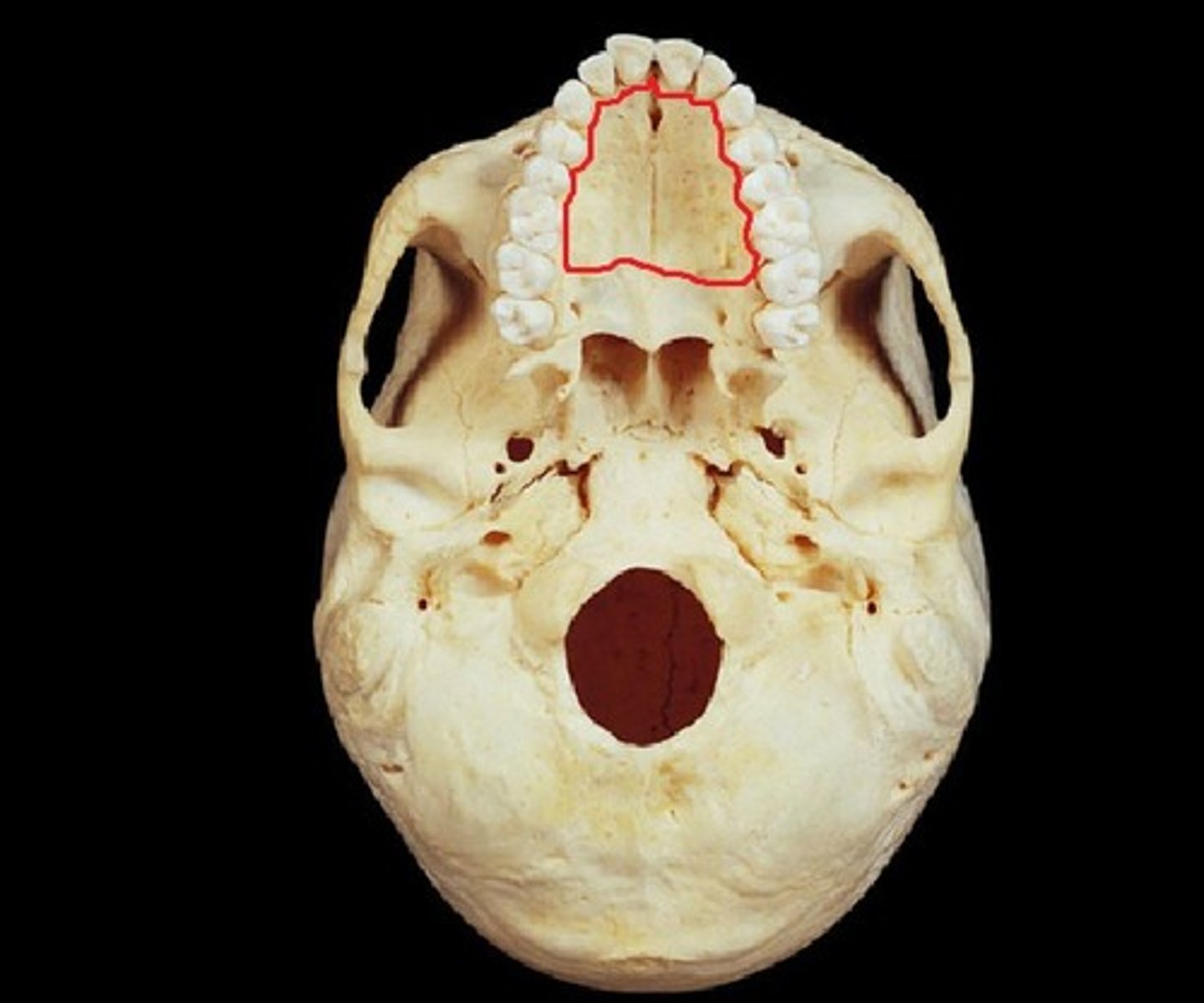 <p>forms hard palate</p>